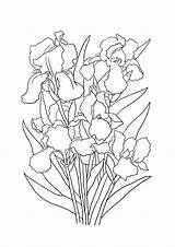 Iris Coloring Bouquet Pages Flowers Flower Sheet Clipartqueen sketch template