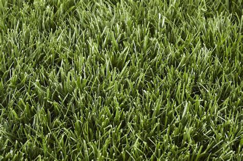 Guide To Common Grass Types In Pittsburgh Pa Lawnstarter