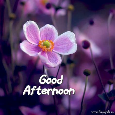 good afternoon images  app