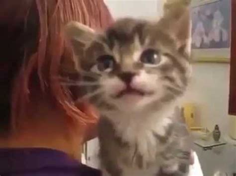 cutest kitten meowing youtube