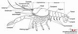 Crayfish Anatomy External Cephalothorax Function Shrimp Name Head Notes Quick sketch template