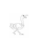 Coloring Flightless Bird Large Ostrich Asian sketch template