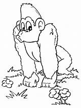 Gorilla Coloring Pages Getdrawings Silverback sketch template