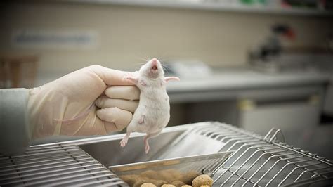 countries  animal testing  illegal worldatlas