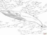 Whale Minke Coloring Pages Humpback Skip Main Printable Drawing sketch template