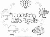 Ladybug Coloring Pages Cycle Life Printable sketch template