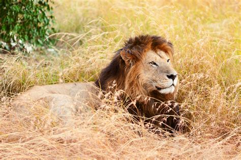 african lion facts animal sake