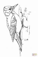 Woodpecker Specht Downy Woodpeckers sketch template