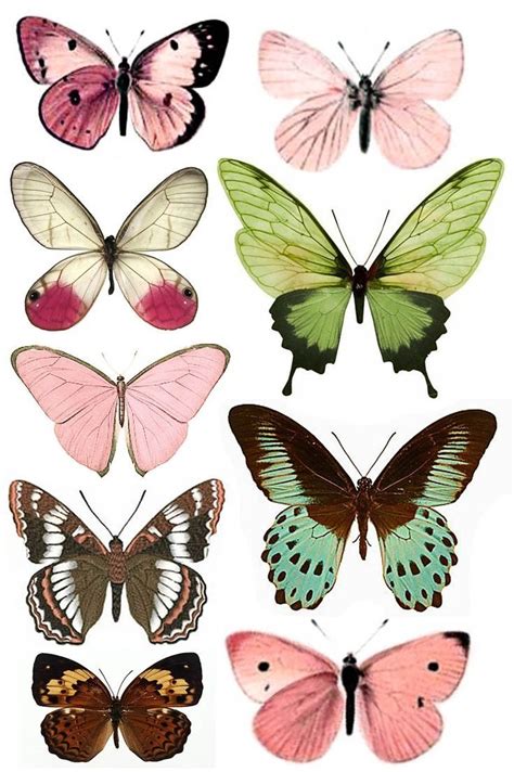 printable butterfly pictures  printable
