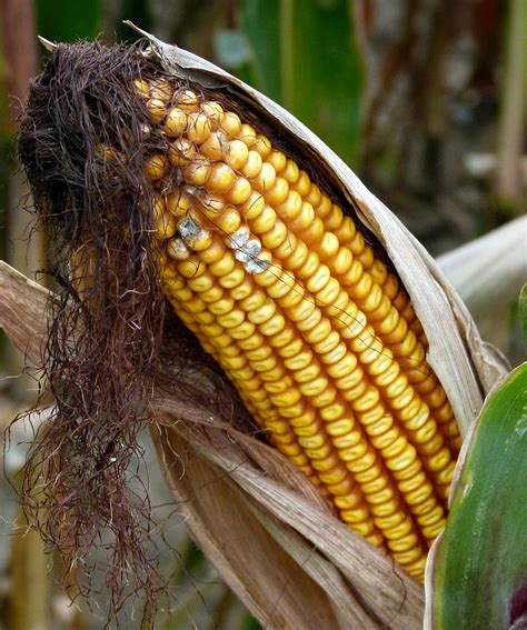 Corn Cob Dry Photograph By Jeff Lowe Fine Art America