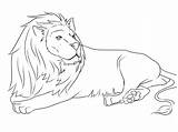 Lion Coloring Pages Printable Lions Template Print Animals Drawing Down Easy Lying Draw Cub Color Mouse Animal Templates High Kids sketch template