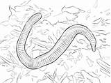 Coloring Worm Pages Wiggler Red Realistic Printable Earthworms Categories sketch template