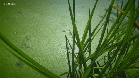 toxic algae   affects        karecom