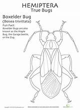 Insect Coloring Bug Orders Pages Choose Board Insects sketch template