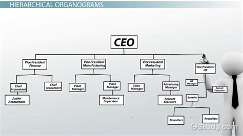 what is an organogram definition structure and example video and lesson transcript