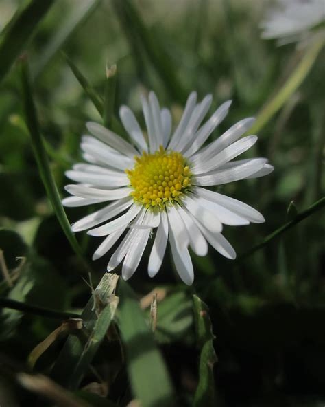daisy flower meaning origins symbolism   interesting facts