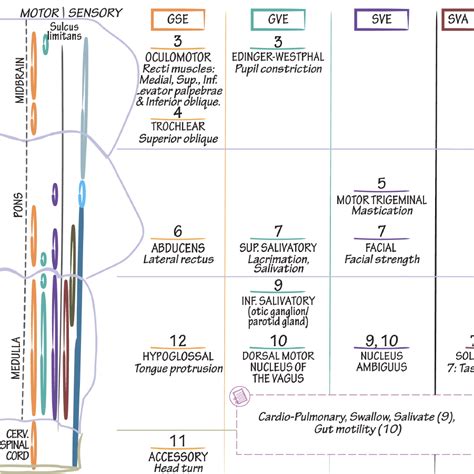 neuroanatomy glossary cranial nerve nuclei functions ditki medical