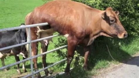 crazy cow chewing grass mcm youtube