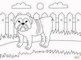 Bulldog Kolorowanki Buldog Angielski Kolorowanka Druku sketch template