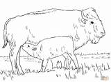 Bison Coloring American Pages Drawing Calve Realistic Printable Color Plains Supercoloring Clipart Baby Animal Draw Getdrawings sketch template