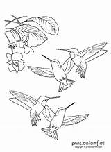 Sylph Tailed Designlooter Hummingbirds sketch template