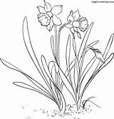 Coloring Daffodil Narcissus Colorat Daffodils Narcise Narzisse Flori Planse Malvorlagen Jonquille Malvorlage Primavara Narcisa Pentru Desene Supercoloring Pseudonarcissus Imagini Interferente sketch template