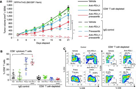 cd  cells  required  antitumor immunity induced  chki   scientific