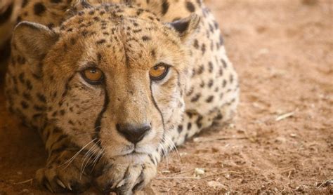 cheetah reintroduction project shows conservation sciences