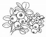 Coloring Pages Blueberries Viburnum Lily Valley Coloringtop sketch template
