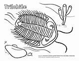 Trilobite Coloring Kids Pages Clipart Cliparts Fun Teacher Library Dinosaur Science Jokes sketch template