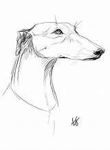 Greyhound Galgos Windhund Galgo Deviantart Windhunde sketch template