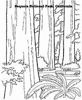 Sequoia Arbor Designlooter sketch template