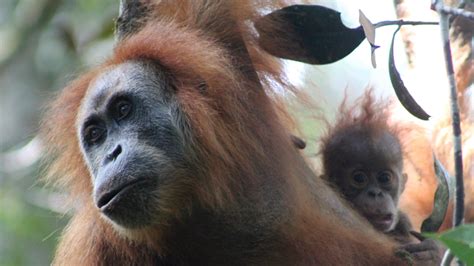 Frizzy Haired Smaller Headed Orangutan May Be New Great Ape Fox News