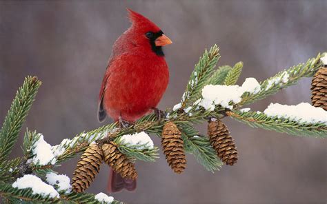 gorgeous male cardinal  winter wallpaper nature  landscape