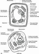 Answers Organelles Prokaryote sketch template