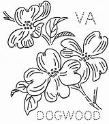 Dogwood Coloring Embroidery Printable Virginia Pages Patterns Flower Getcolorings Floral Getdrawings Print Flickr sketch template