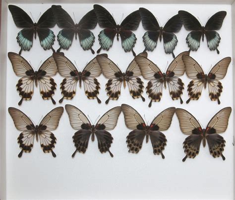 iga pa 1237 suguru igarashi insect collection part i
