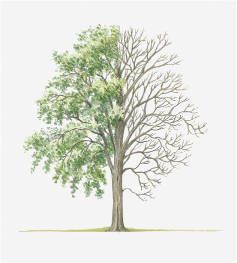 Illustration Showing Shape Of Populus Deltoides Cottonwood Tree With