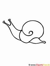 Schnecke Snail Malvorlage Tiere Titel Zugriffe Malvorlagenkostenlos sketch template