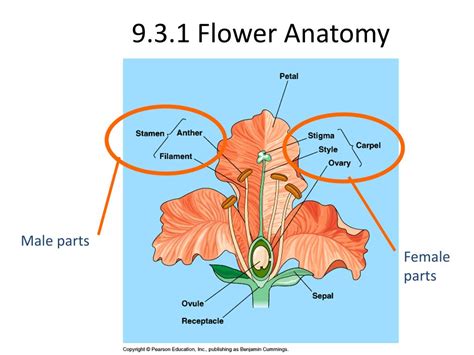 reproduction  flowering plants powerpoint    id