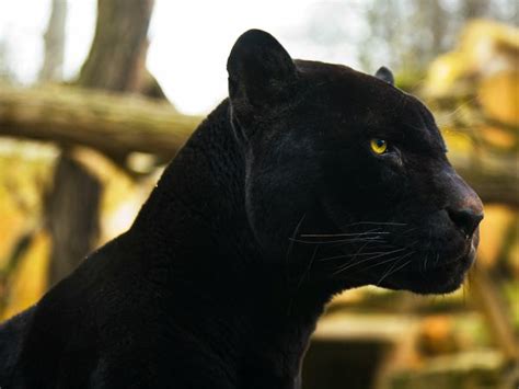 mas de  ideas increibles sobre fotos de panteras en pinterest jaguar pictures animal jaguar