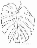 Monsteria Sefton Segedin Zrobic Philodendron sketch template