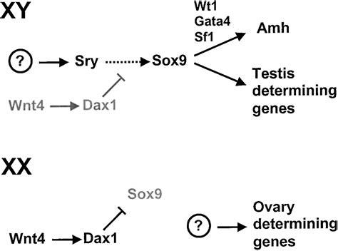 The Genetics And Biology Of Vertebrate Sex Determination Cell