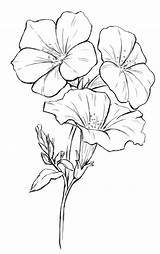 Flower Coloring Drawing Pages Flowers Drawings Petunia Sketch Pencil Sketches Dogwood State Tattoo Line Tree Outline Draw Petunias Painting Color sketch template