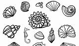 Coloring Pages Seashell Birijus sketch template