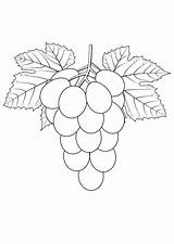 Grapes Coloring Pages Grape Color Print Kids Template sketch template