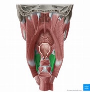 Image result for Cartilago_thyroidea. Size: 181 x 185. Source: www.kenhub.com