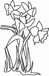 Daffodil Template Drawing Line Cliparts Clipart Printable Templates Clip Drawings Coloring Library Clipartbest sketch template