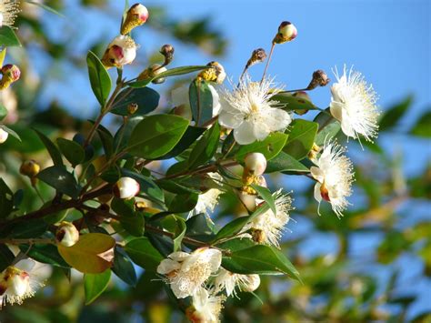 mirto tarantino myrtus communis tarentina musante tasso