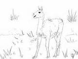 Guanaco Coloring America Camelid South Realistic sketch template